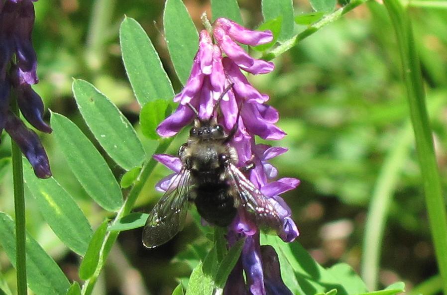 Xylocopa? No. Melecta sp.